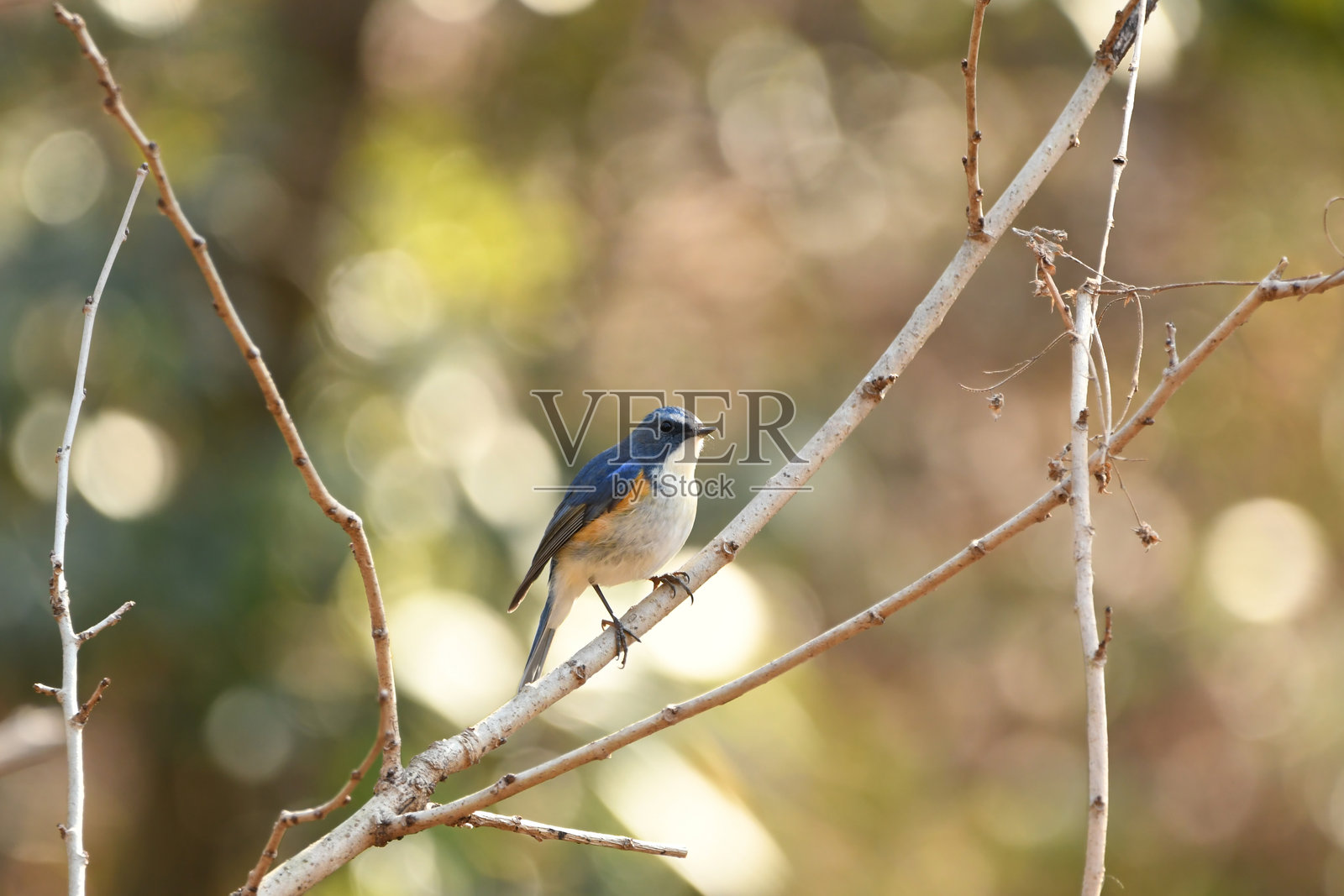 红侧蓝尾鸲栖息在树枝上照片摄影图片