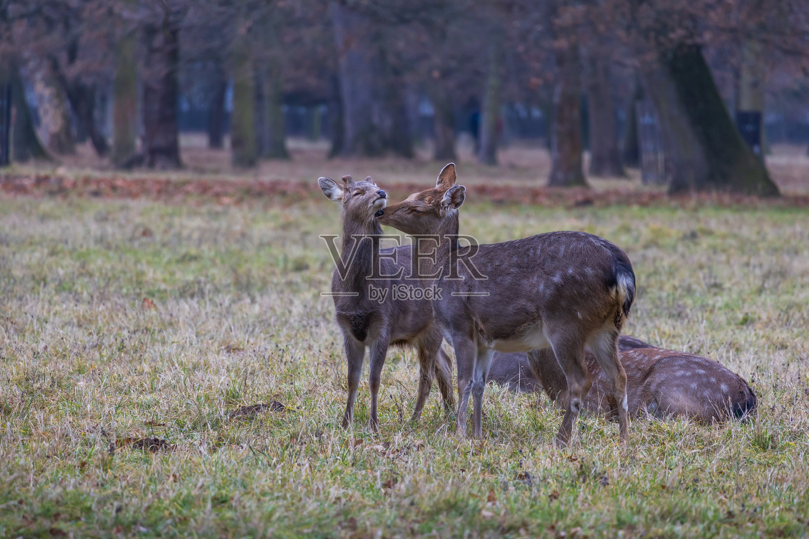 梅花鹿 - 日本鹿，母鹿与野羊在草地和森林中。来自野生自然的照片。照片摄影图片