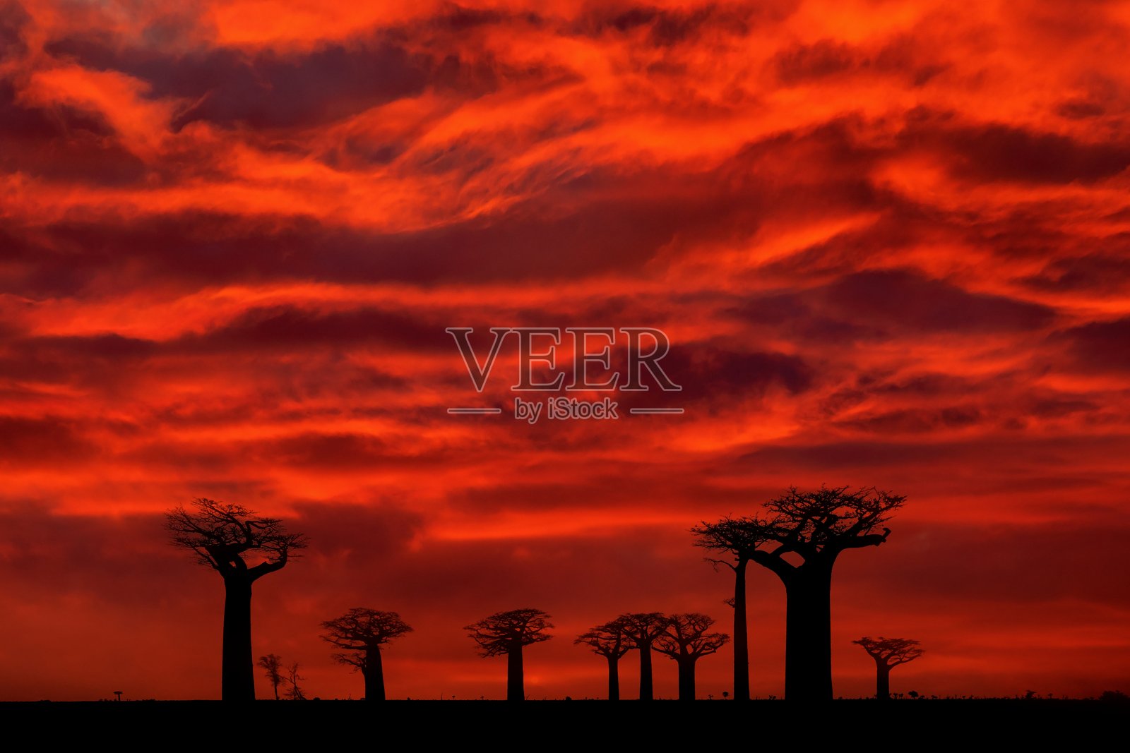 马达加斯加的风景，猴面包树下的红色日落。马达加斯加的猴面包树大道，最著名的典型景点， gravel 道路，阳光明媚的日子，巨大的古老树木与橙红色的暗天空。照片摄影图片