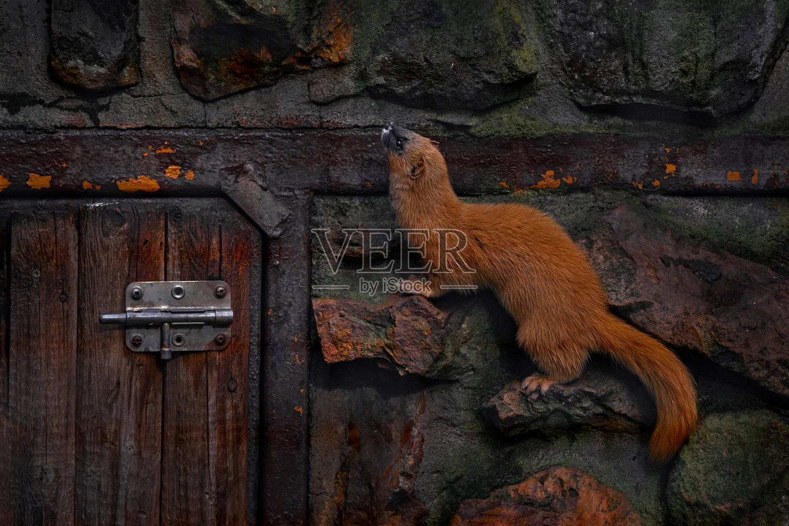西伯利亚鼬鼠，Mustela sibirica，石墙中的水貂。来自俄罗斯的城市野生动物。科罗诺克，橙色毛皮的猫科动物，栖息在栖息地，野生自然，森林附近的黑暗傍晚。照片摄影图片