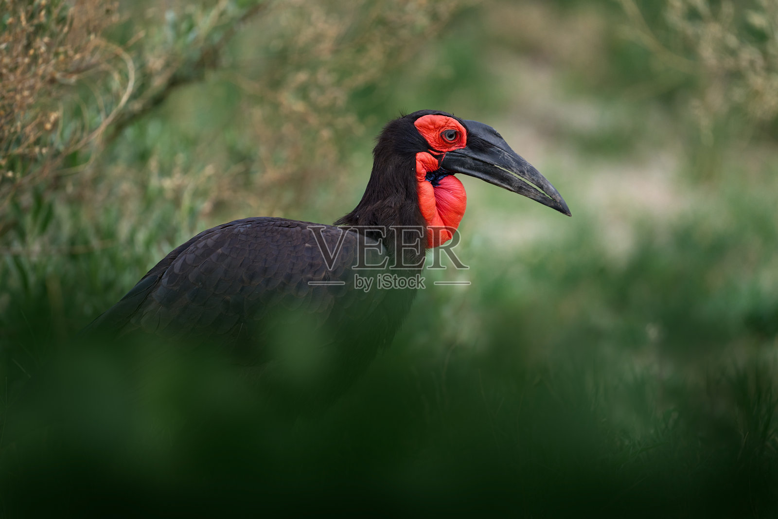 来自非洲的大嘴鸟。南方地面犀鸟，学名Bucorvus leadbeateri，是世界上最大的犀鸟。黑色鸟类，红色面孔，在绿色草地上行走。动物栖息在博茨瓦纳的奥卡万戈湿地。照片摄影图片