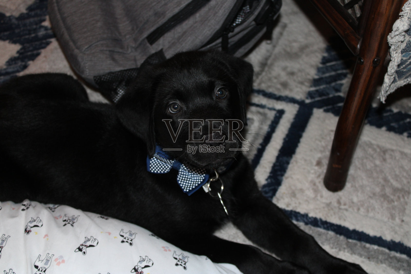 黑色拉布拉多小狗在玩耍照片摄影图片