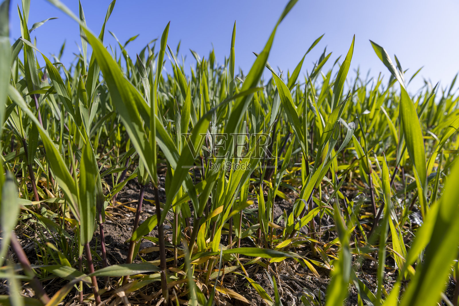 大量在春季茁壮成长的绿色小麦照片摄影图片
