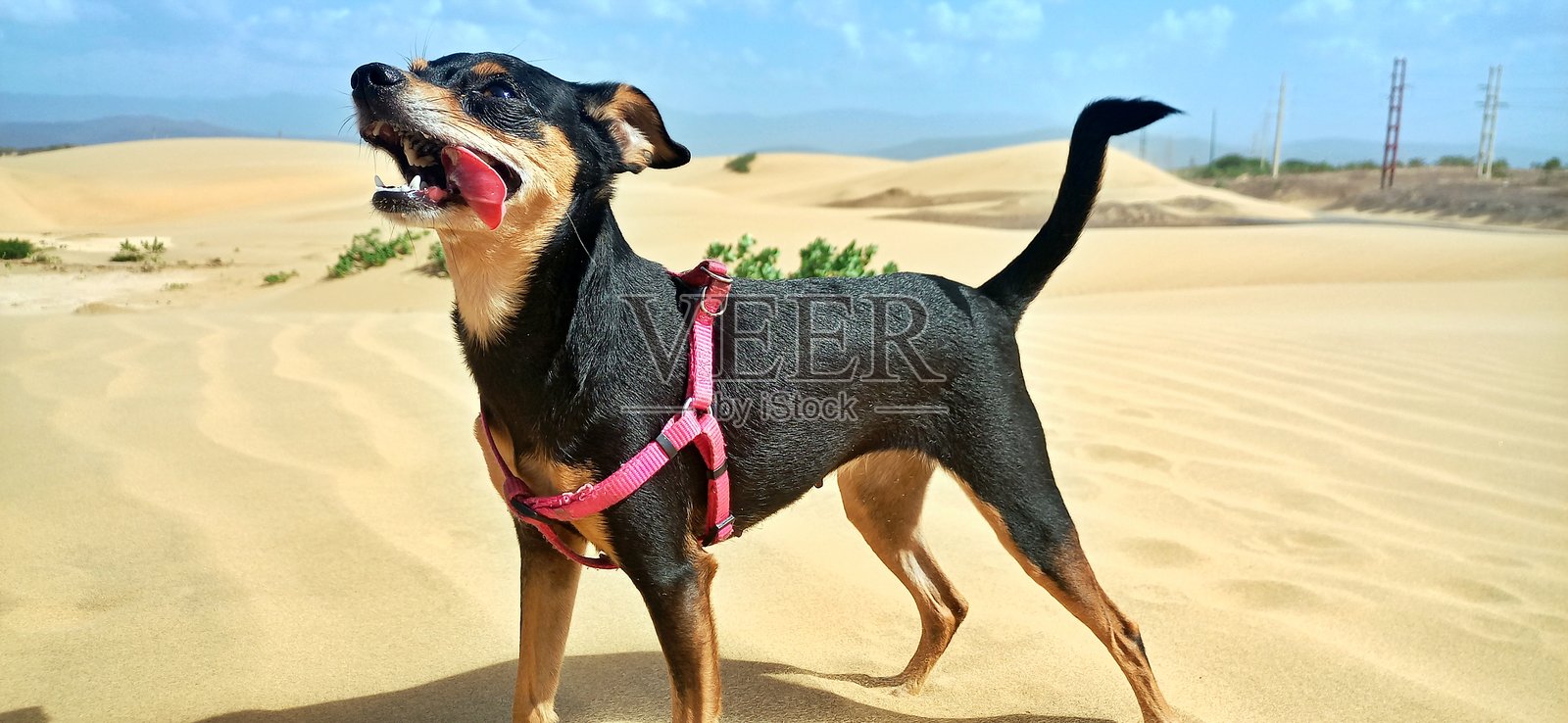 腊肠犬照片摄影图片