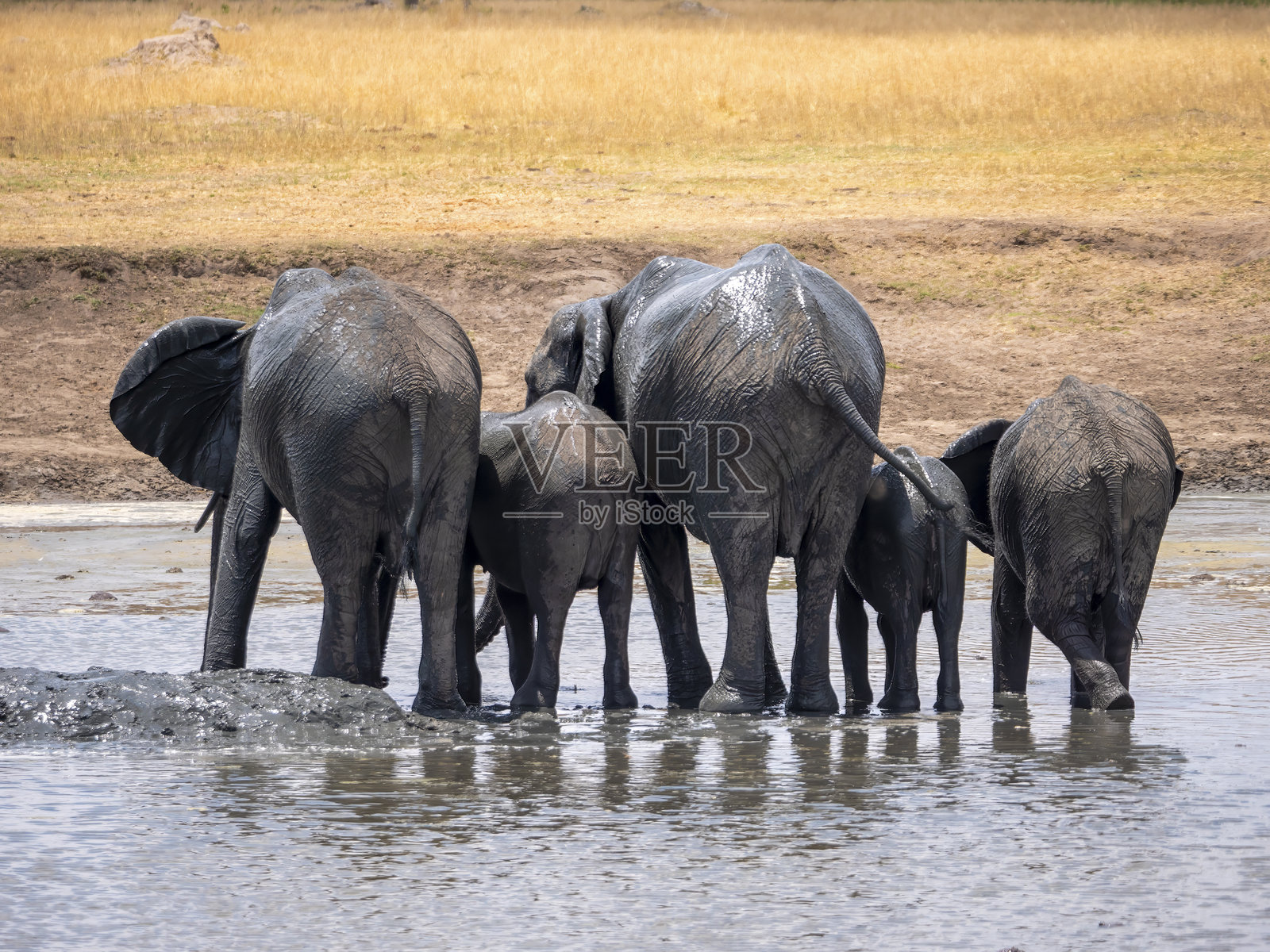 快乐的大象（非洲象）在享受清爽的洗澡。照片摄影图片
