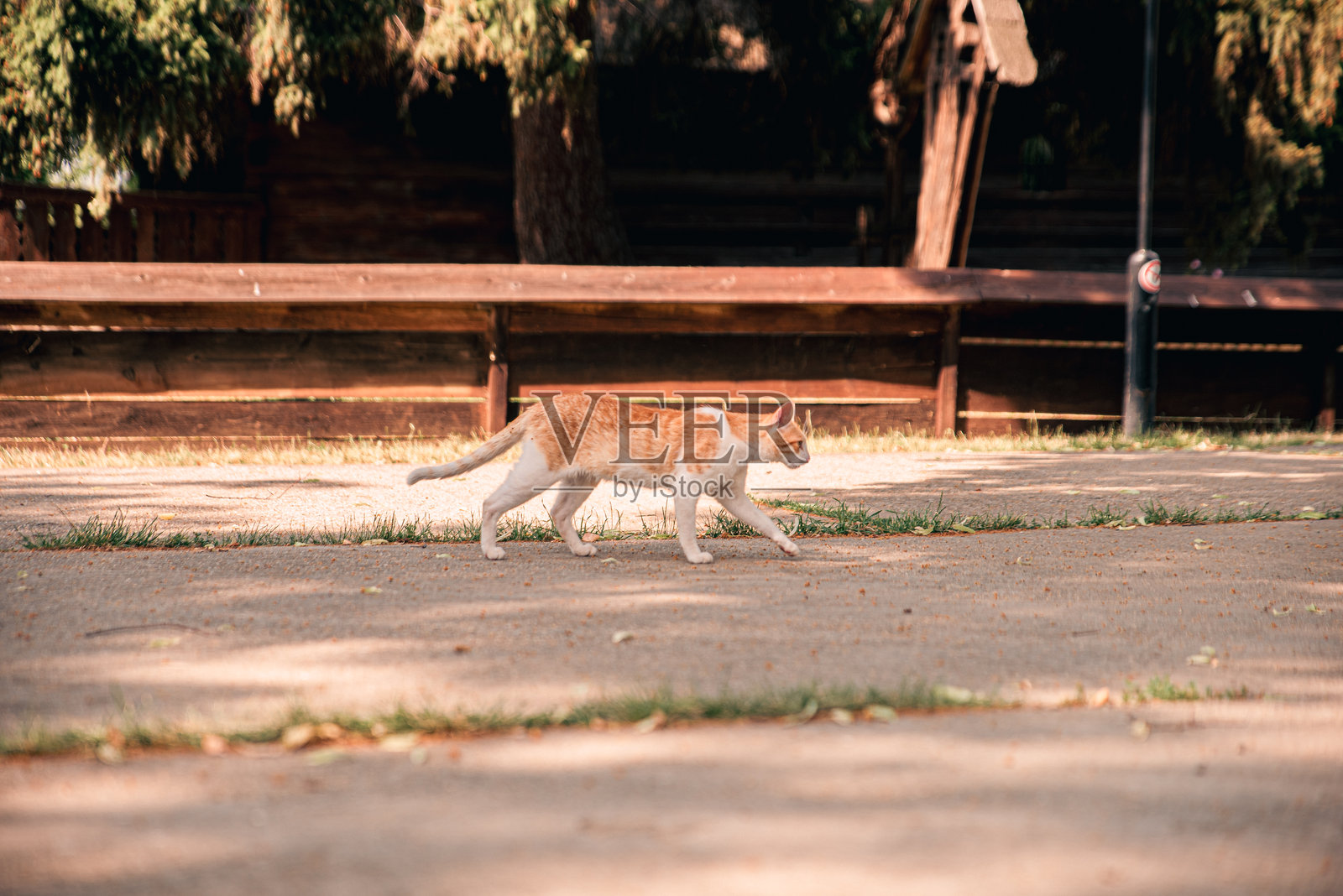 街上的猫照片摄影图片