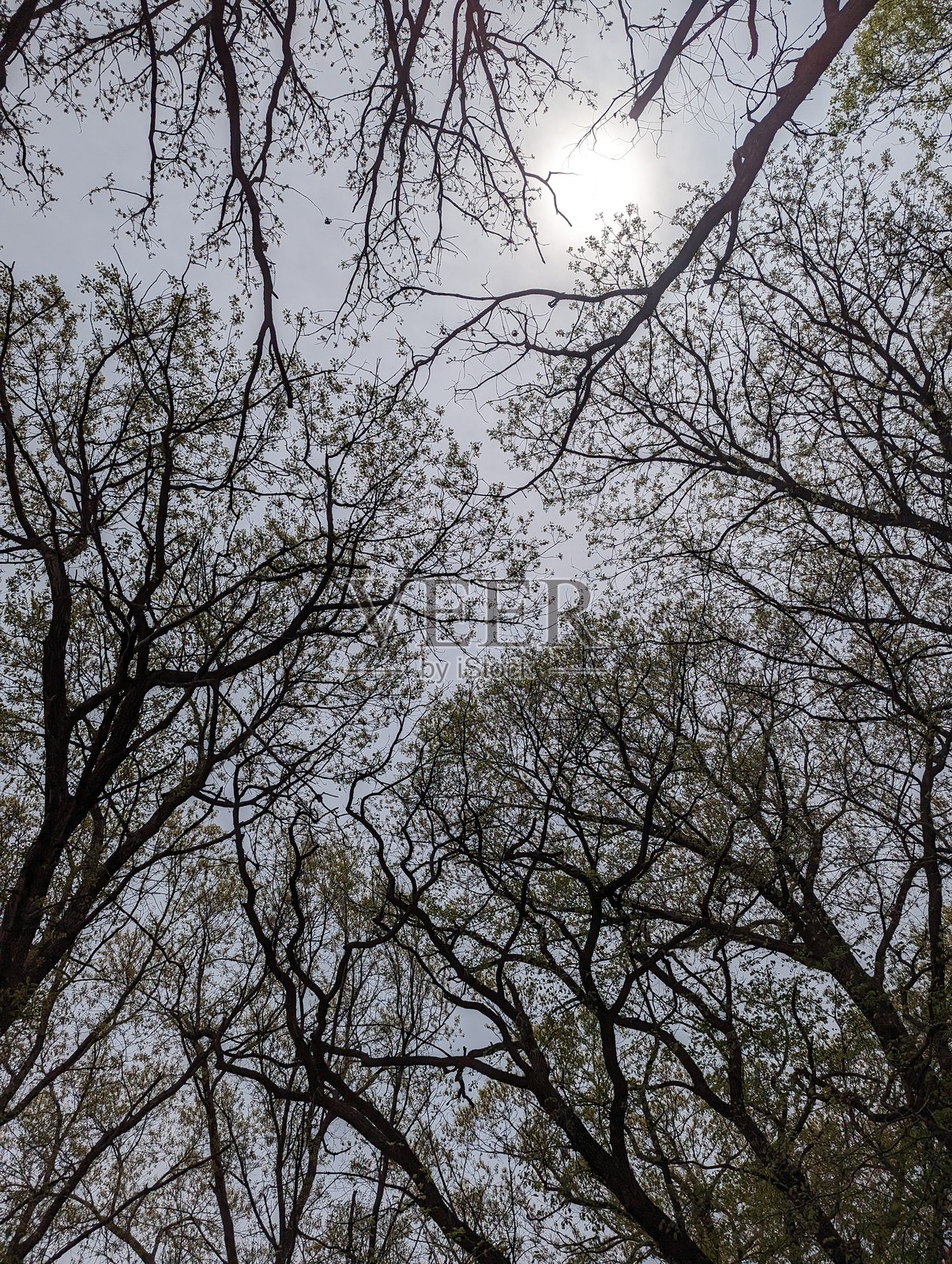 发芽照片摄影图片