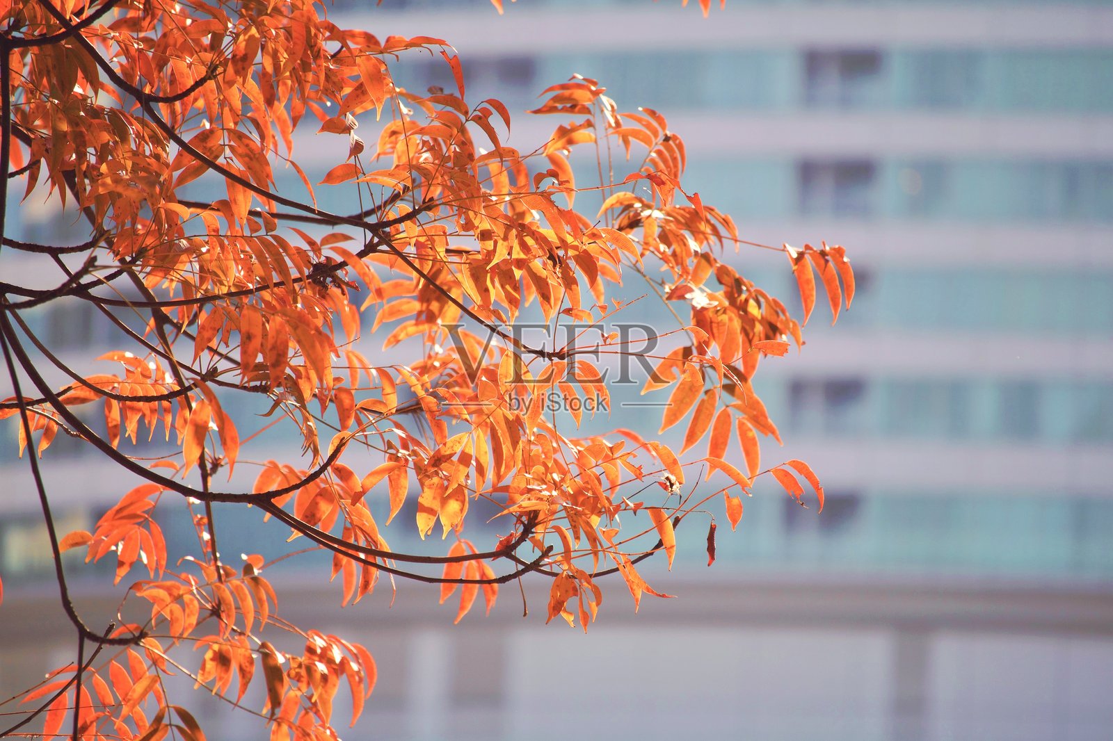 树的低角度视图照片摄影图片