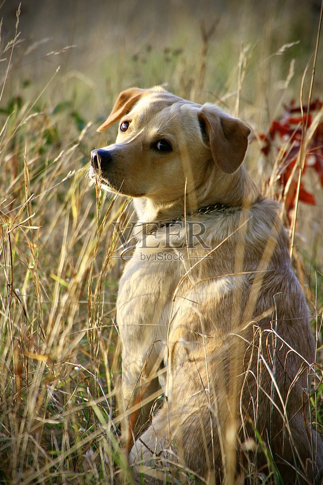 安娜贝尔照片摄影图片