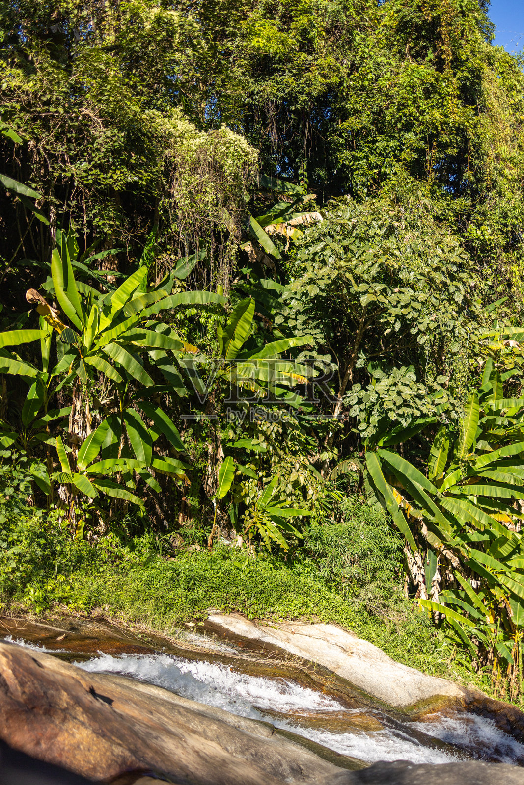 郁郁葱葱的热带丛林，生机勃勃的绿植和流动的水源照片摄影图片