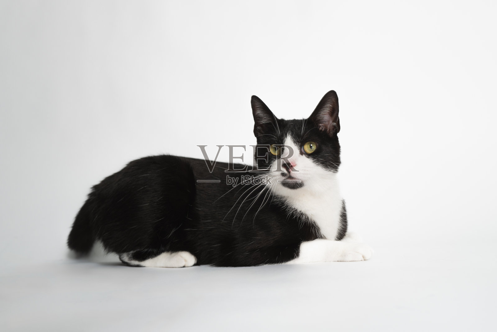 黑白双色猫 - 工作室肖像 - 躺着照片摄影图片
