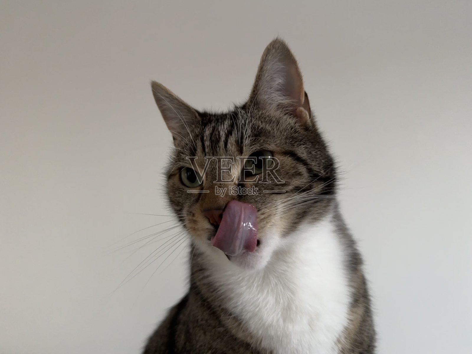 可爱的老虎猫肖像照片摄影图片