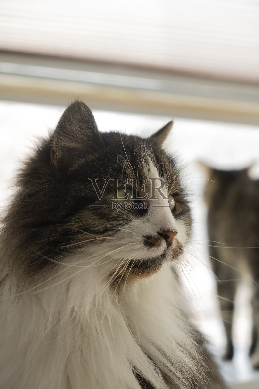 英国长毛猫照片摄影图片