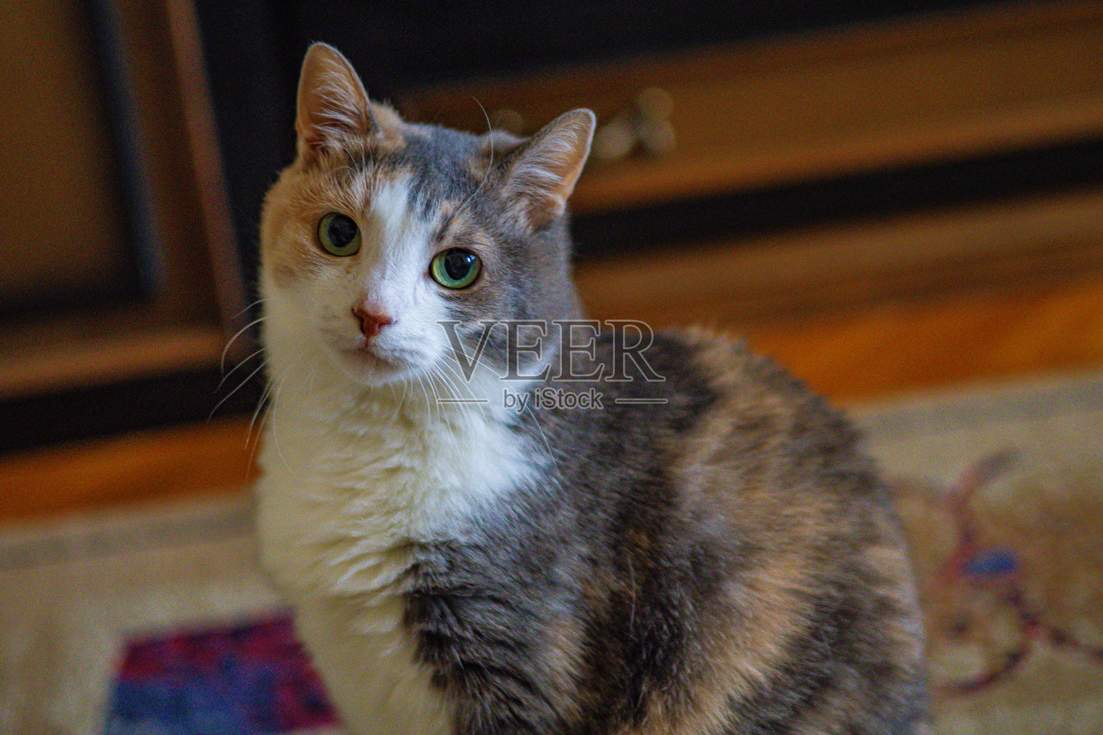 在家放松的老虎斑猫，绿眼睛。照片摄影图片