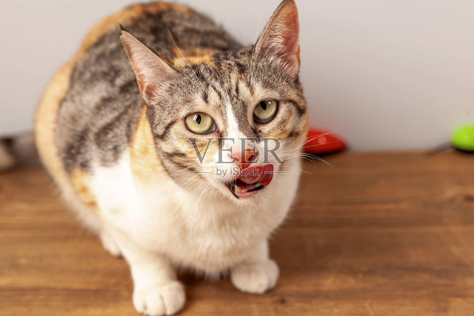 虎斑猫照片摄影图片