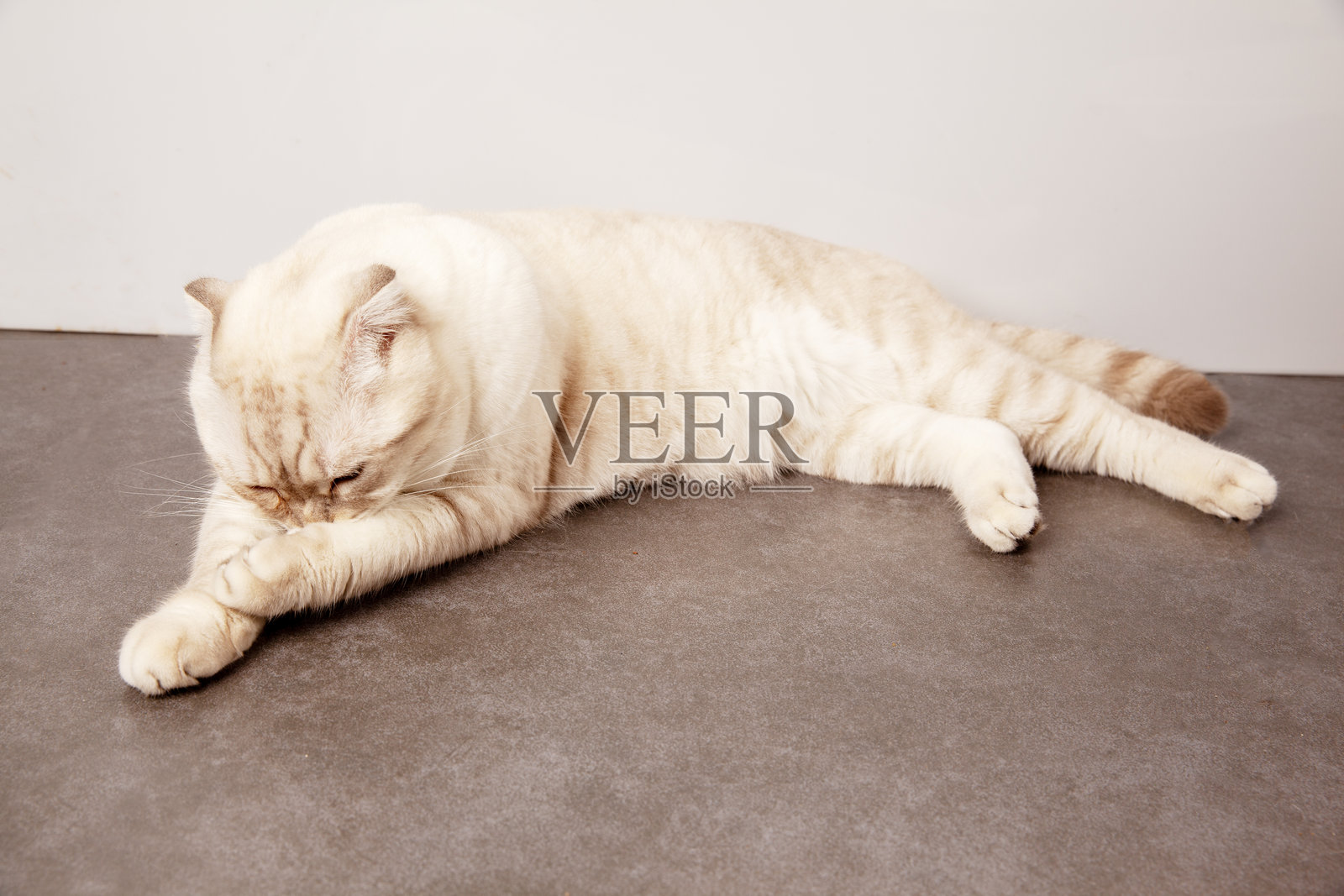 苏格兰折耳猫照片摄影图片