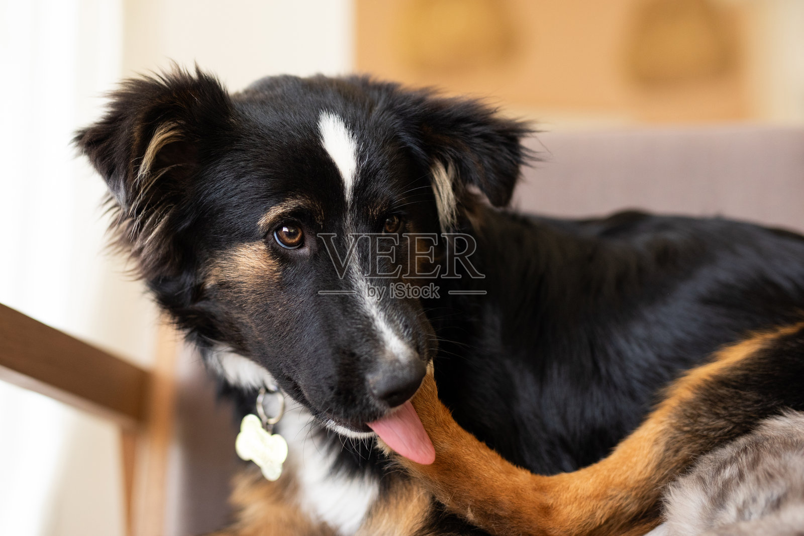 美丽的小狗肖像照片摄影图片