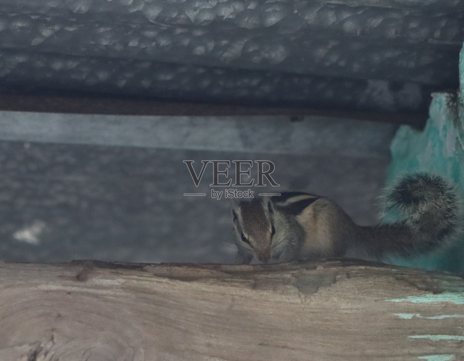 可爱的松鼠在森林中吃食物，清晨旅行时拍摄的照片照片摄影图片