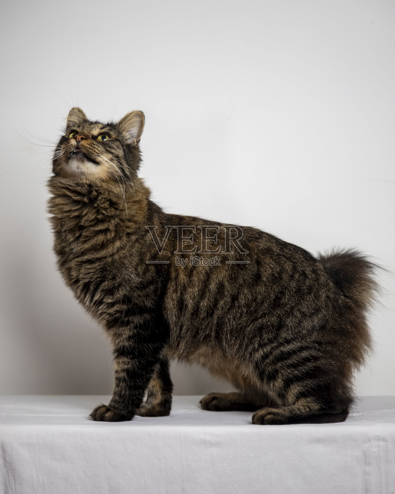 坐在白色墙壁前的表情丰富的猫。照片摄影图片