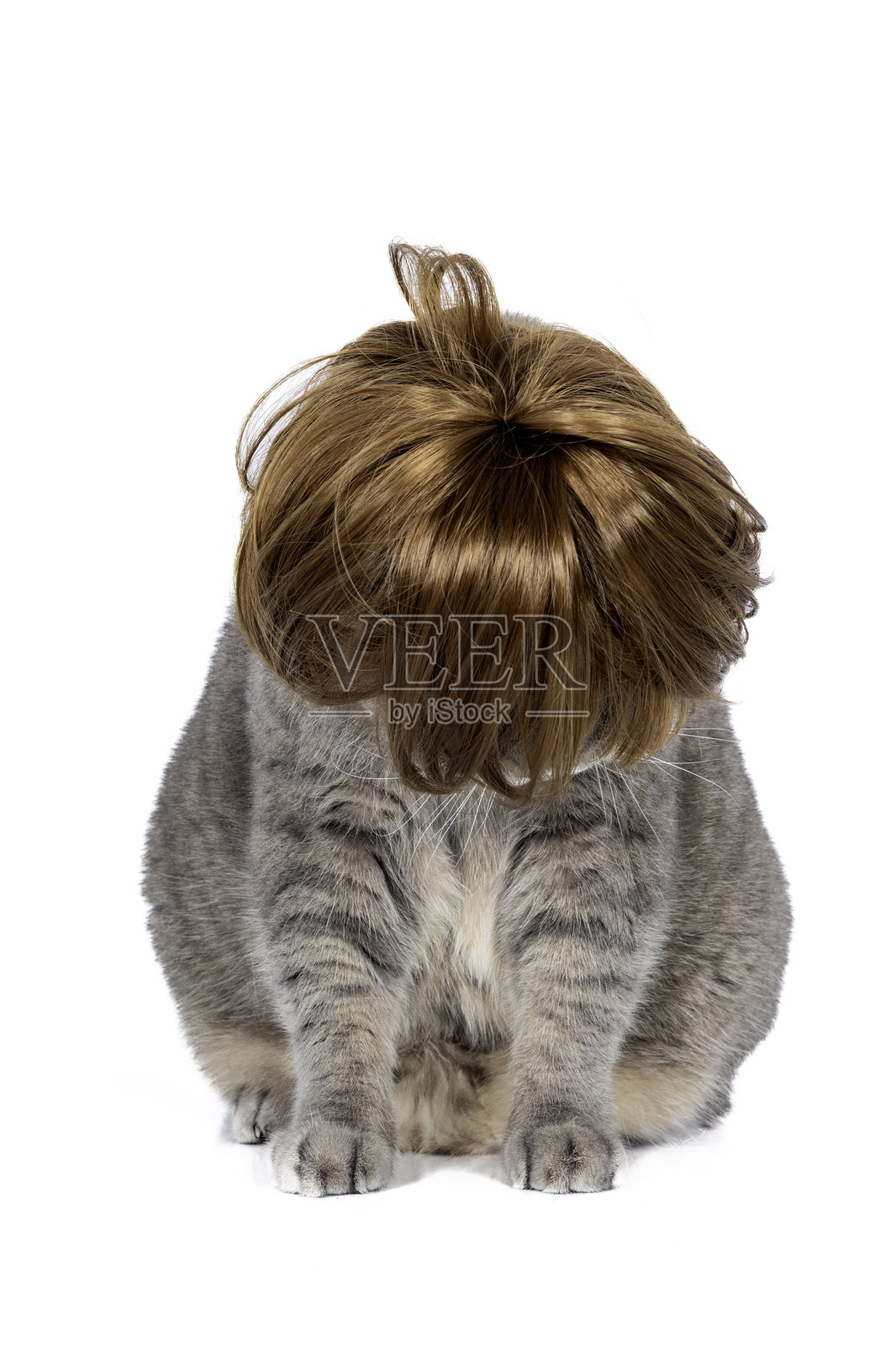 白底上戴着假发的英国短毛猫搞笑瞬间。摄影棚拍摄。照片摄影图片