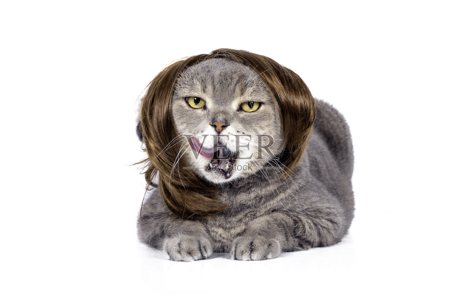 白底上戴着假发的英国短毛猫搞笑瞬间。摄影棚拍摄。照片摄影图片