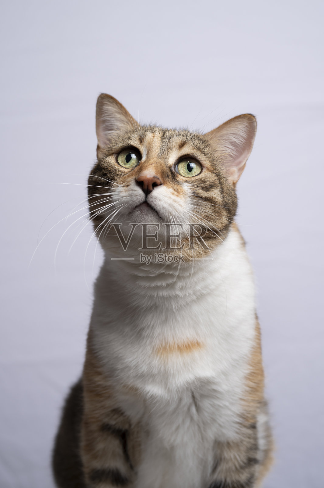 家猫的肖像照片摄影图片