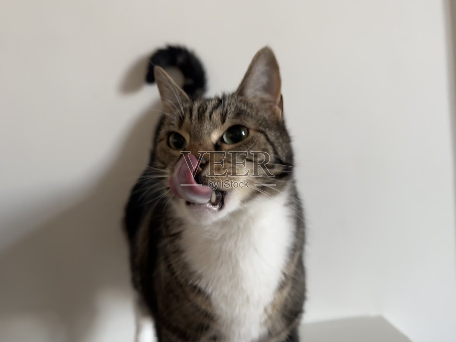 可爱的老虎猫照片摄影图片