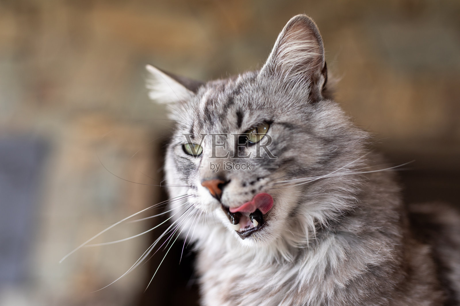 美丽的猫咪肖像照片摄影图片