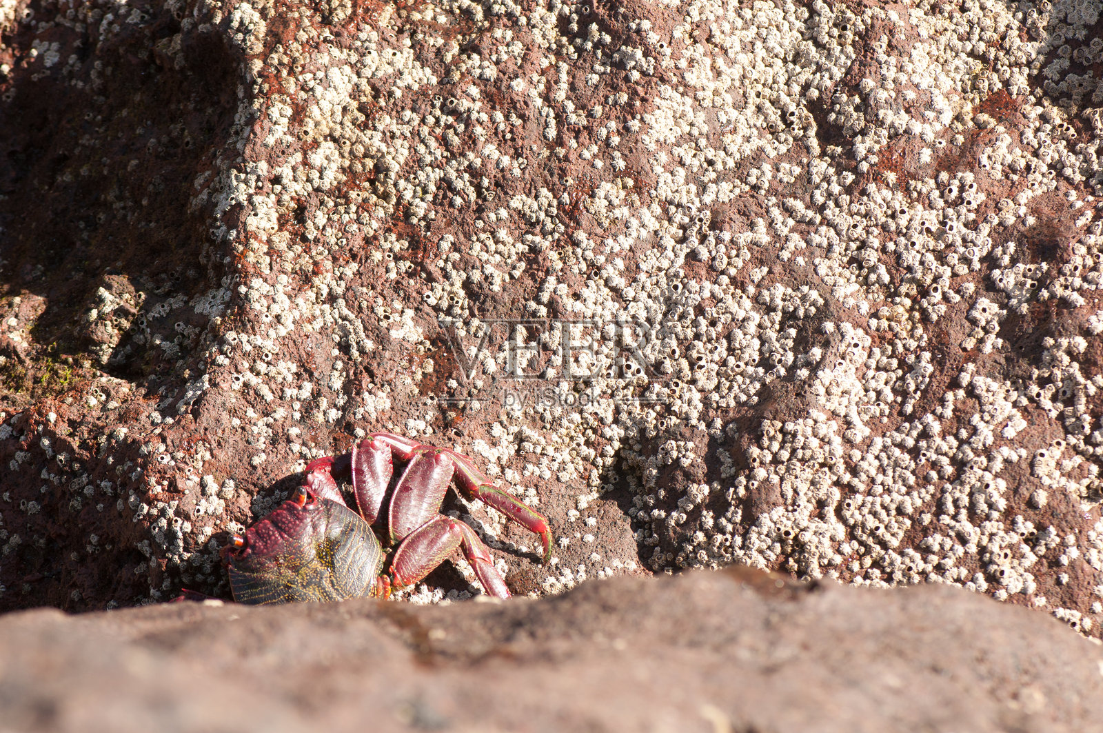 岩蟹（Grapsus adscensionis）。照片摄影图片