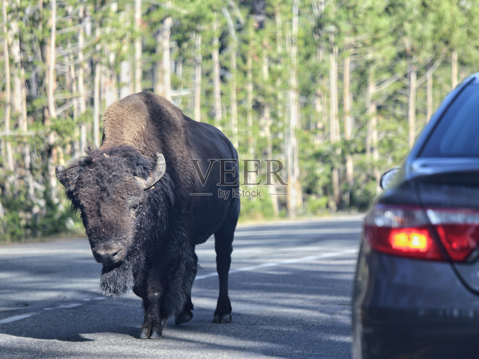 美国野牛 黄石国家公园 怀俄明州照片摄影图片