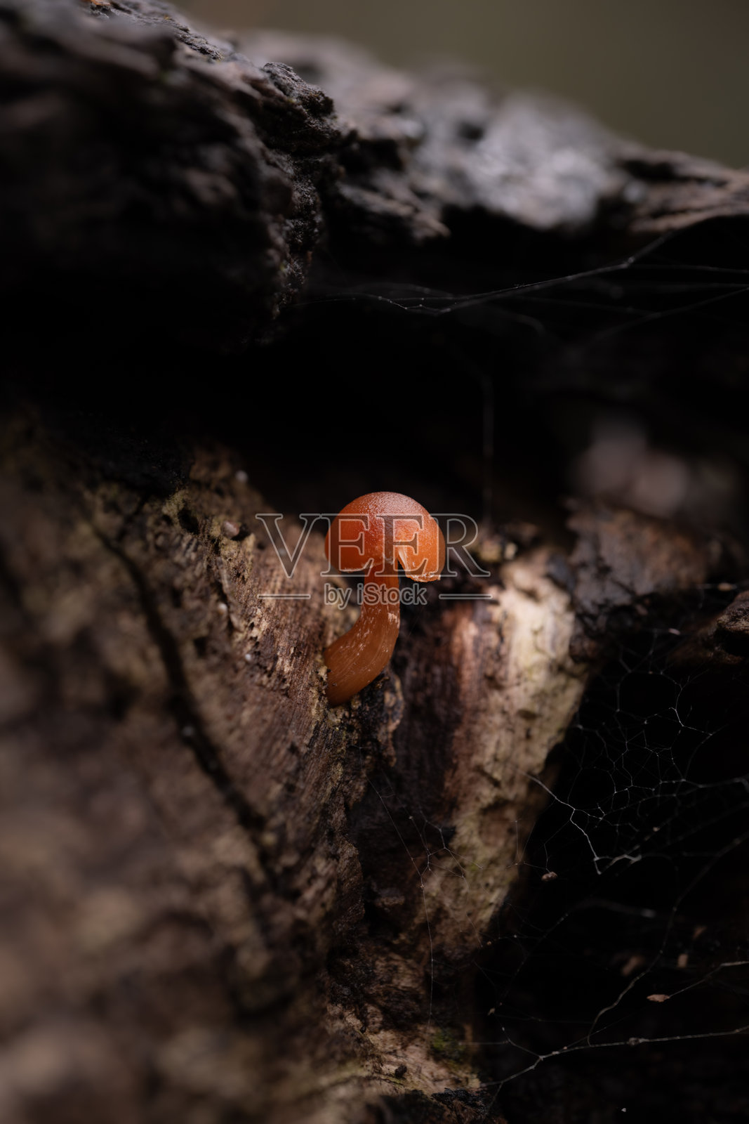 隐藏的奇迹：森林中的橙色蘑菇照片摄影图片