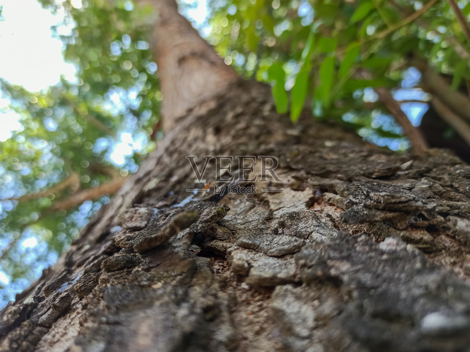树皮粗糙的纹理在特写中得到了突出，散景营造出柔和而明亮的背景。照片摄影图片