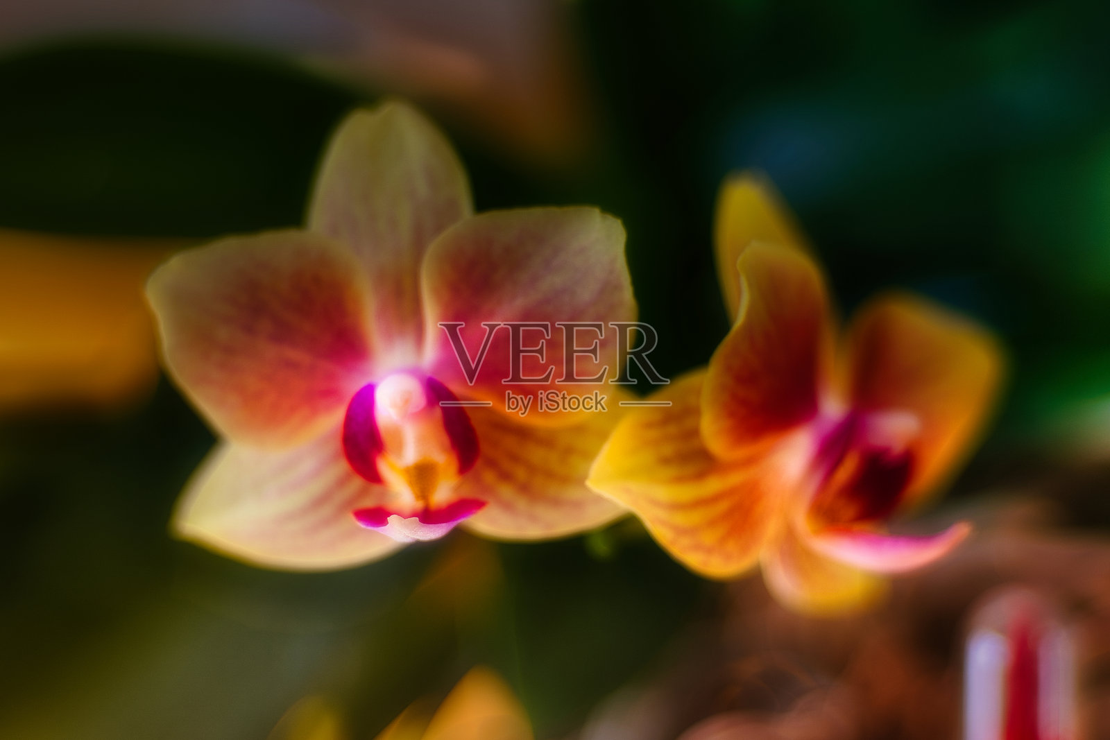 兰花照片摄影图片