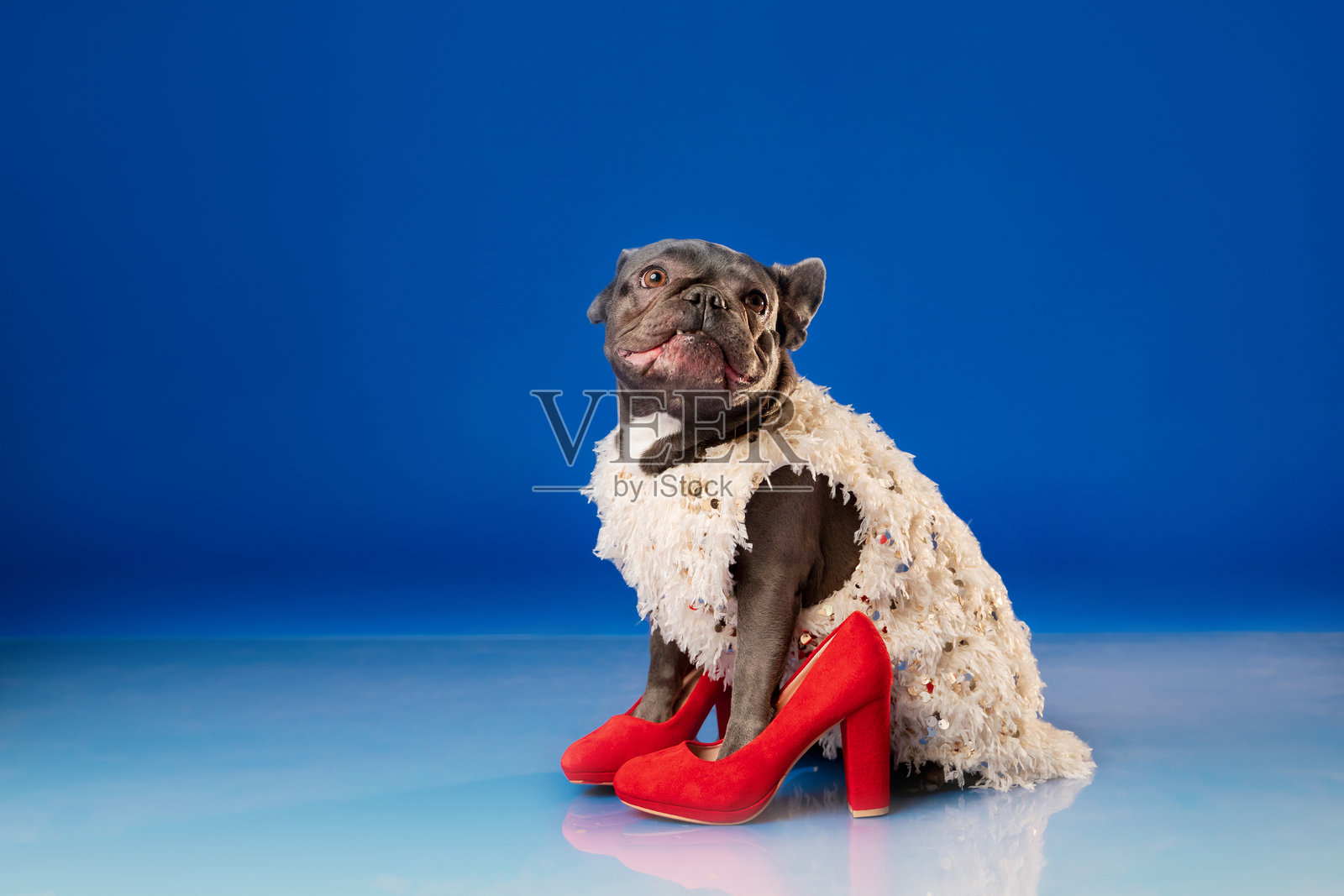 穿着白色毛皮大衣和红色高跟鞋的法国斗牛犬照片摄影图片
