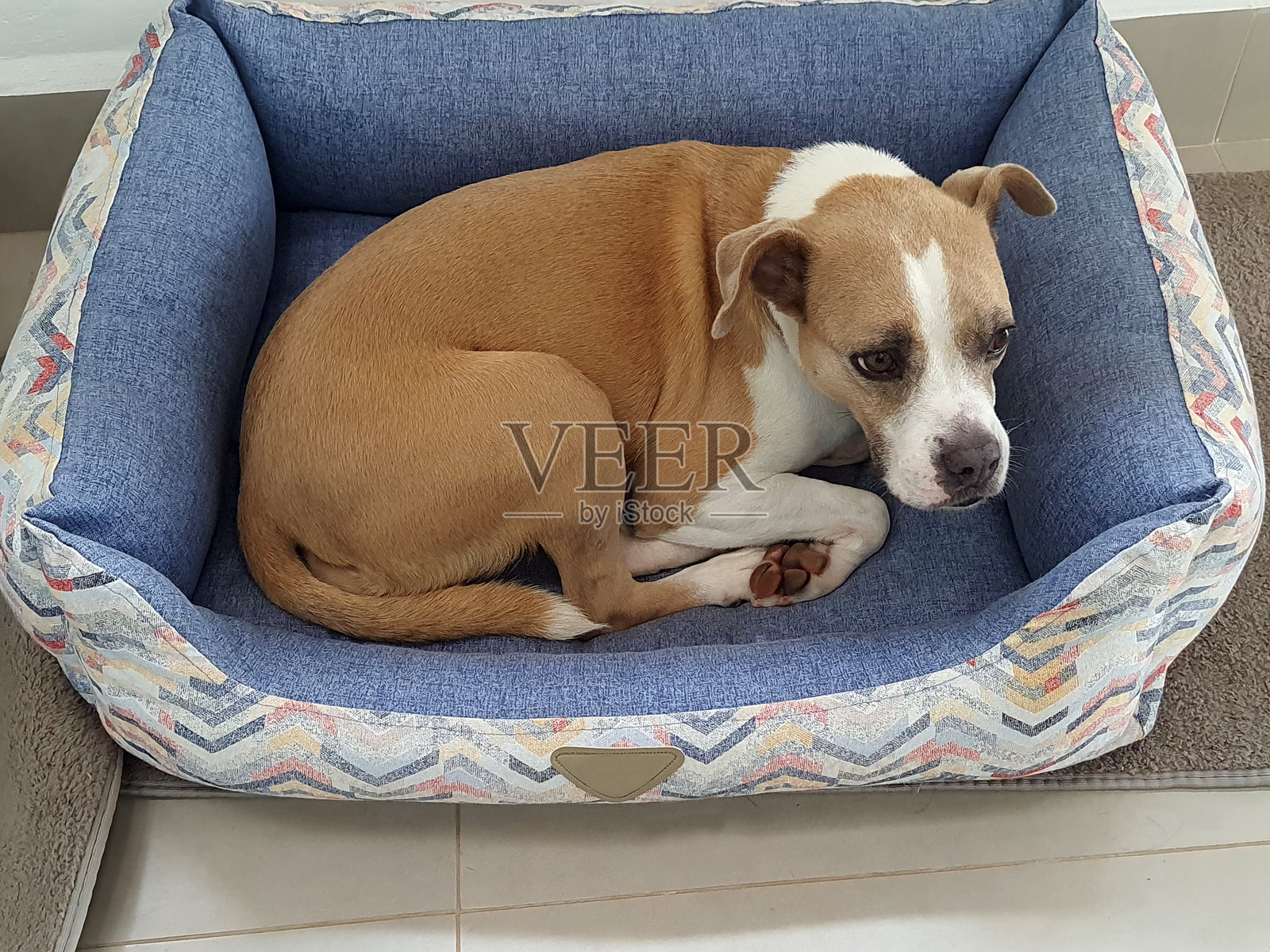 床上的狗照片摄影图片