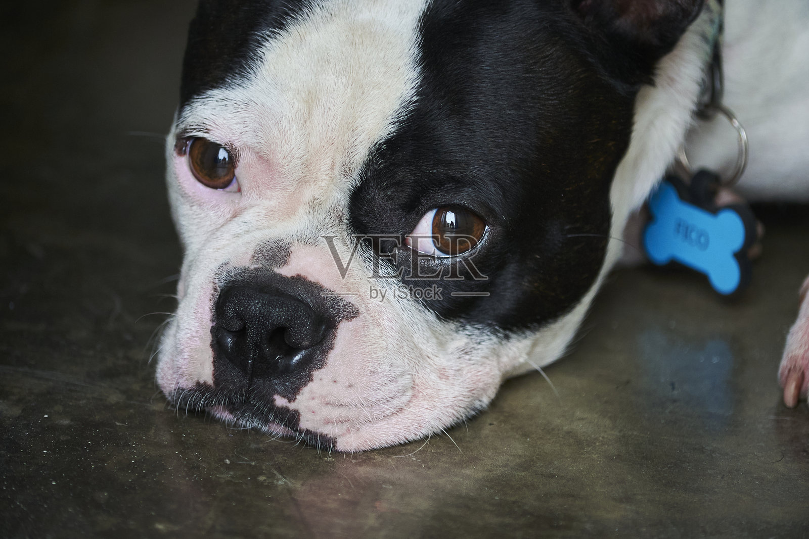 宠物，年轻血统的波士顿犬照片摄影图片