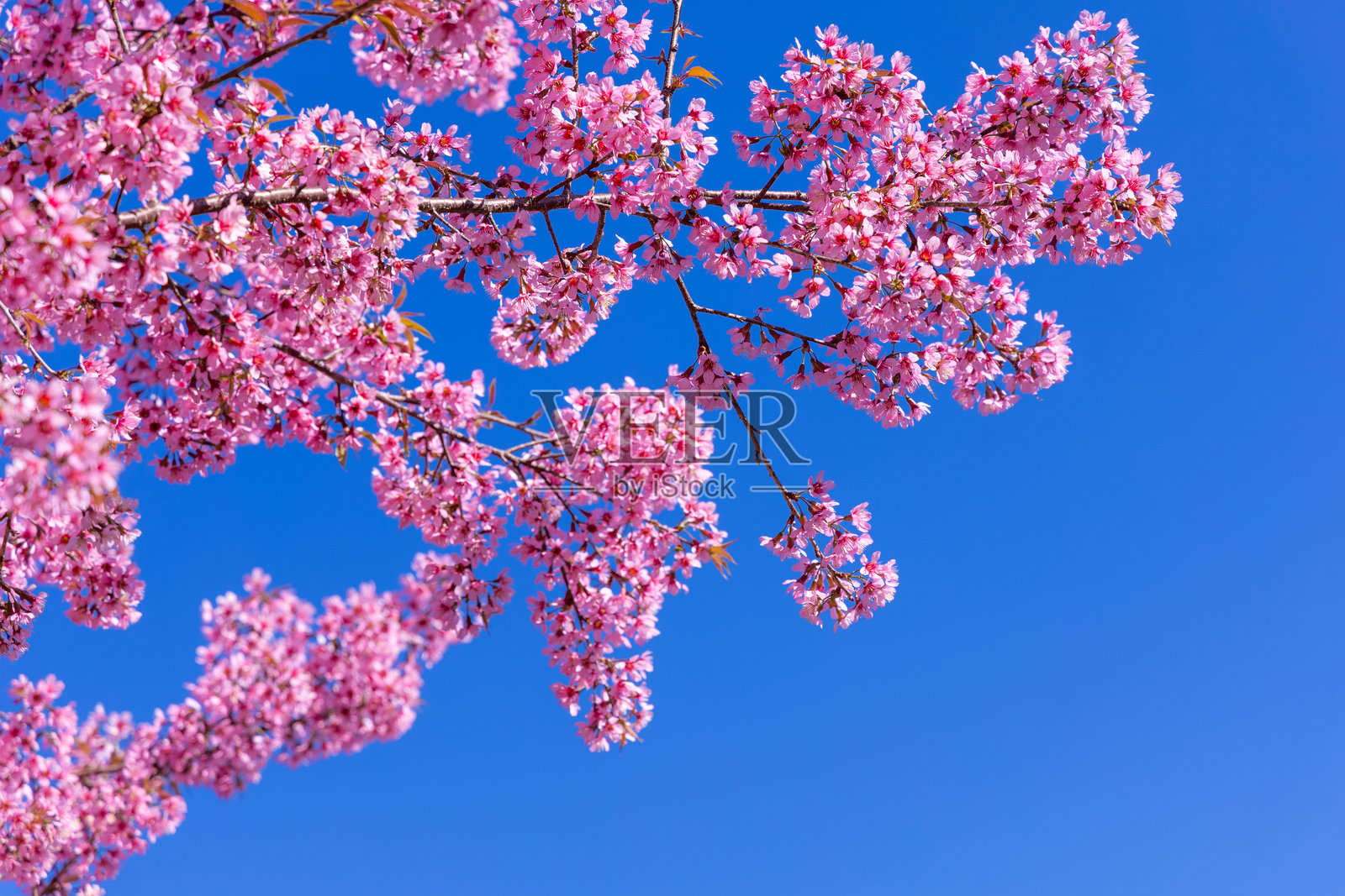 粉色樱花枝与晴朗的蓝天。照片摄影图片