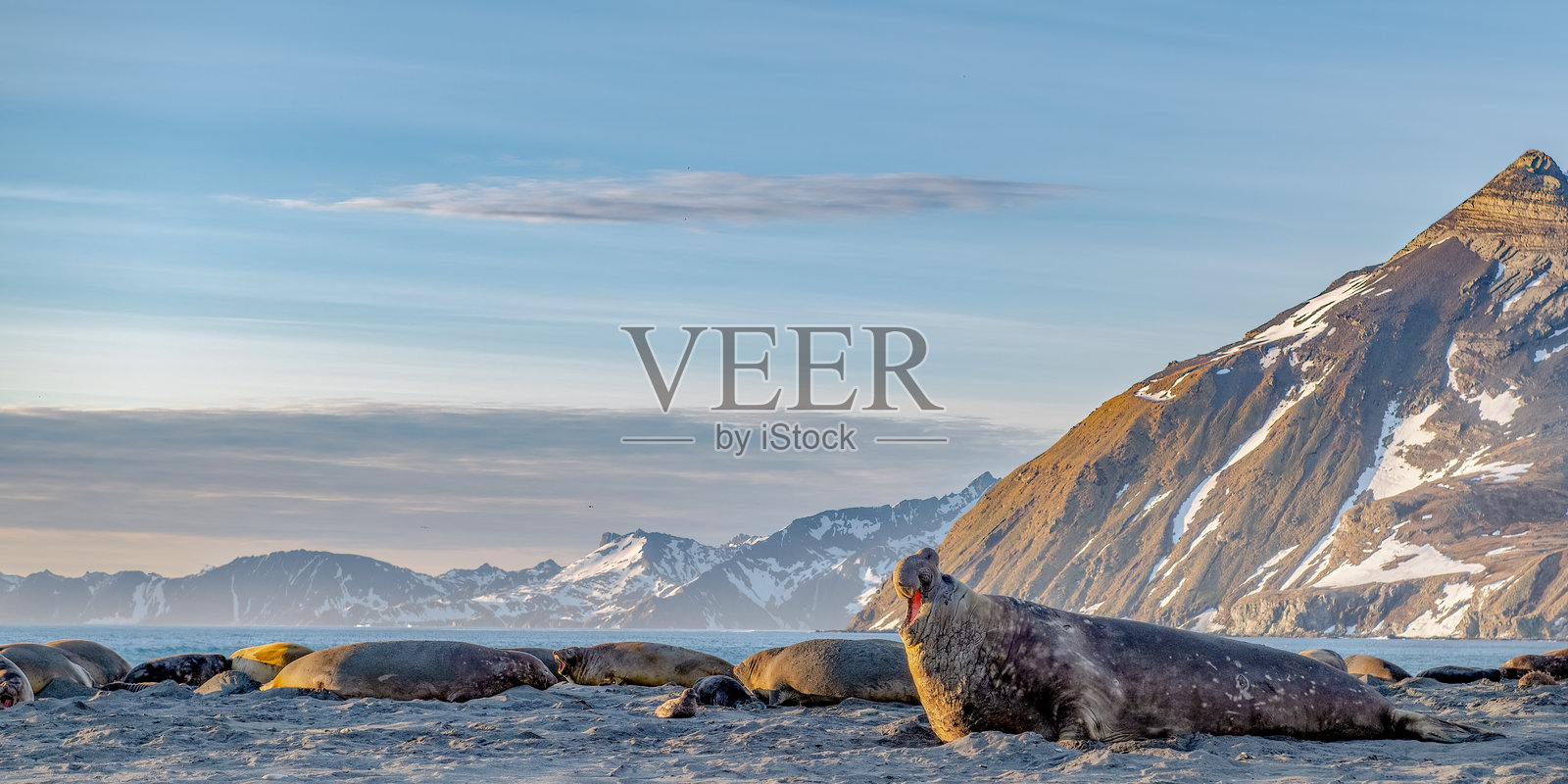 南方海象的雄性和雌性照片摄影图片