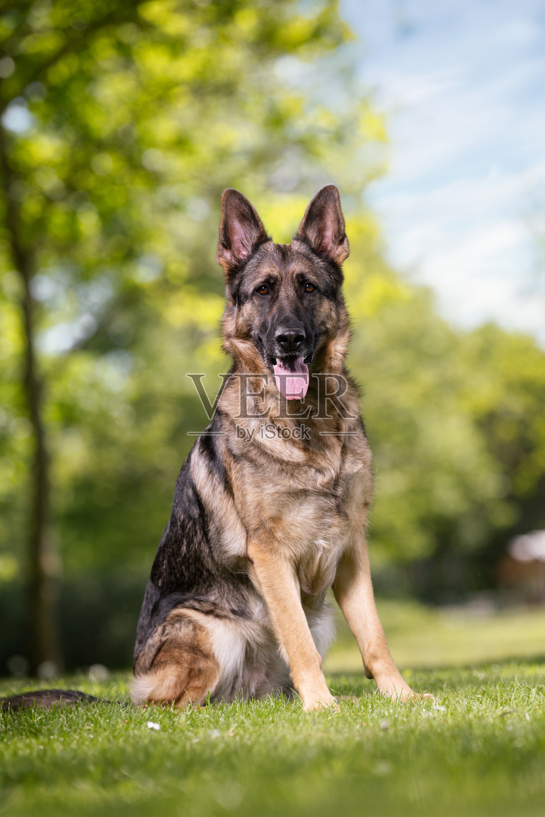 美丽的狗照片摄影图片