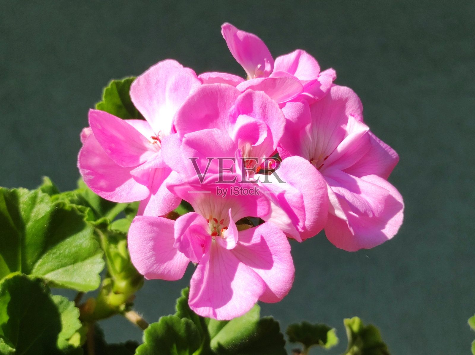 阳台上盛开的五彩缤纷的天竺葵照片摄影图片