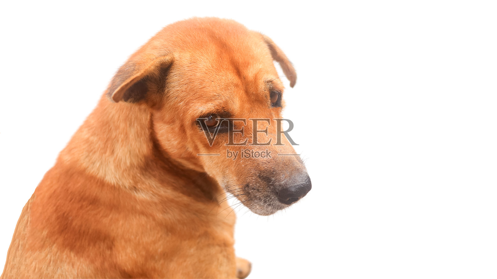 一张棕色狗狗坐着背对着镜头，流露出恳求和亲切的目光，展现出甜美和温柔的气质。照片摄影图片