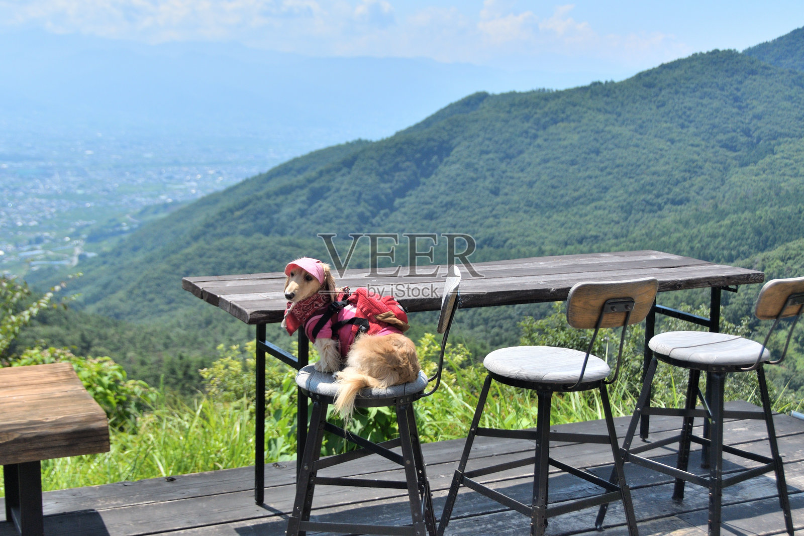 一只狗坐在柜台上，享受美丽的景色。照片摄影图片