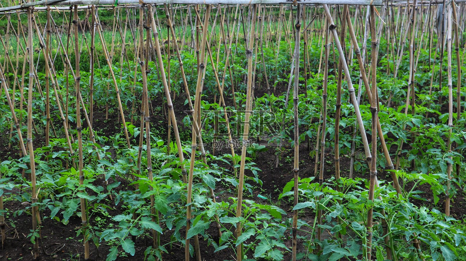 番茄植物用木支撑，以防在结果时倒伏照片摄影图片