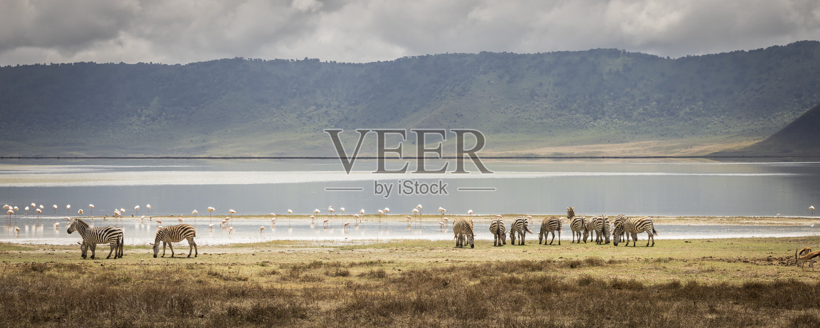 坦桑尼亚东非恩戈罗恩戈罗火山口的野生动物 safari照片摄影图片