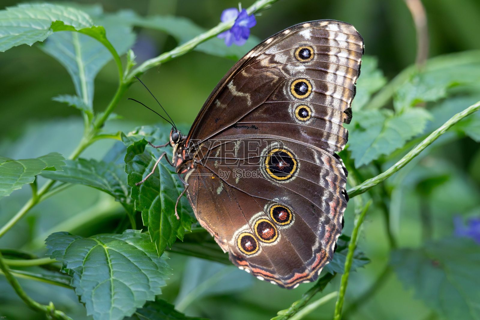 一只栖息在绿叶上的猫头鹰蝶特写，翅膀上有眼斑。照片摄影图片