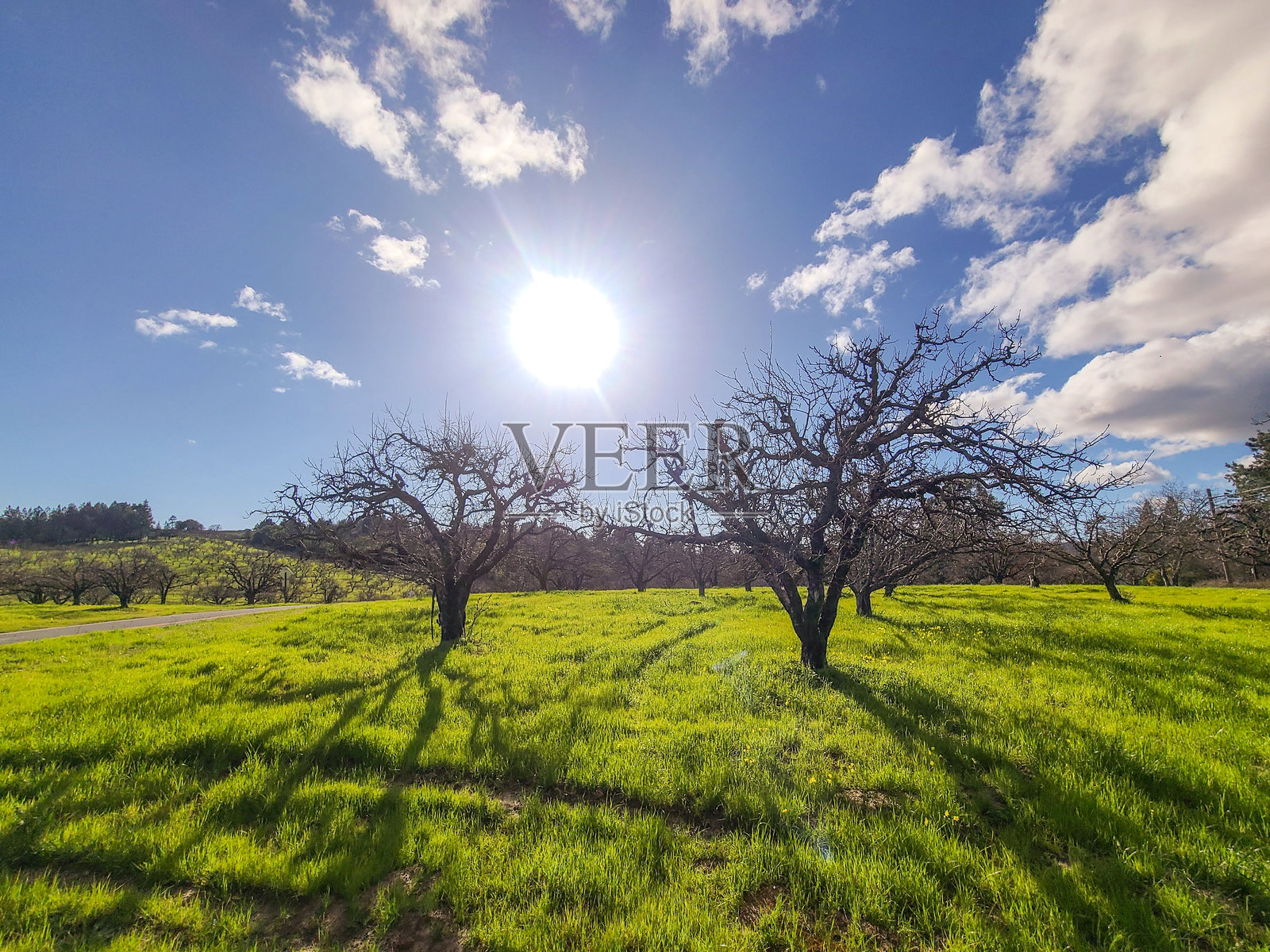 二月份的苹果园照片摄影图片