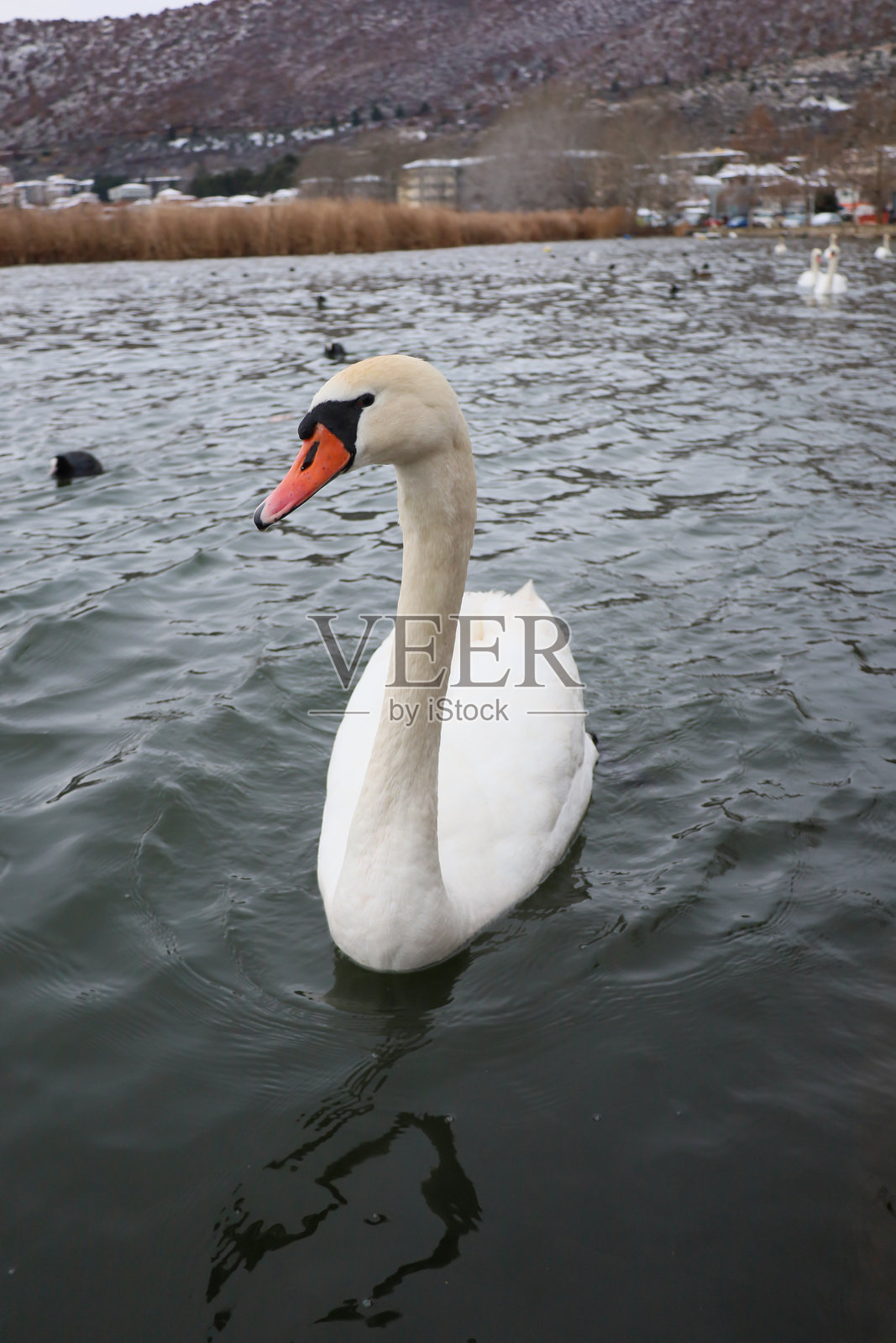 冬季湖面上的天鹅特写照片摄影图片