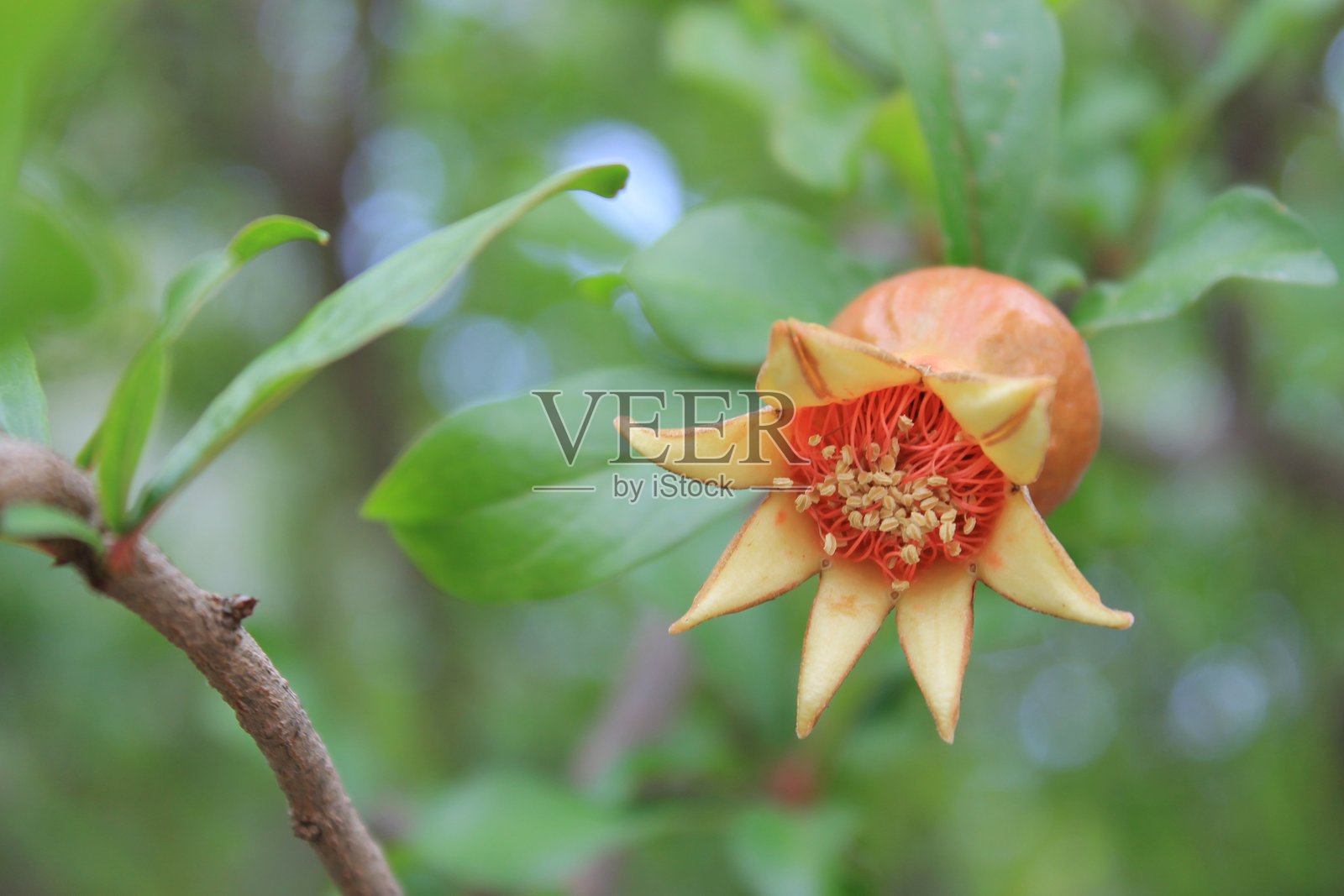 石榴花盛开照片摄影图片