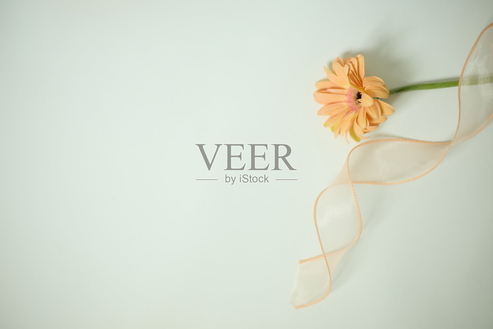 白色背景上的非洲菊花，留有文本或图像的空白区域照片摄影图片