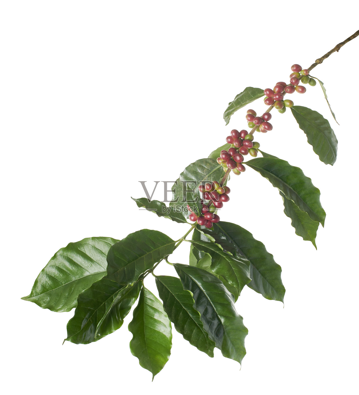 红色咖啡豆与咖啡树的叶子一起，成熟和未成熟的咖啡豆，孤立在白色背景上，带有抠图路径。照片摄影图片